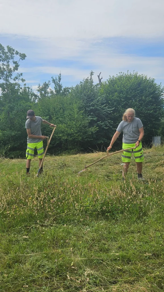 Wiese mähen mit der Sense: Zwei Gärtner schneiden eine artenreiche Blumenwiese schonend von Hand.