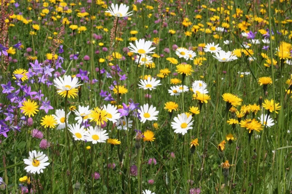 Artenreiche Blumenwiese mit heimischen Wildblumen und Gräsern in einem naturnahen Garten in der Schweiz.