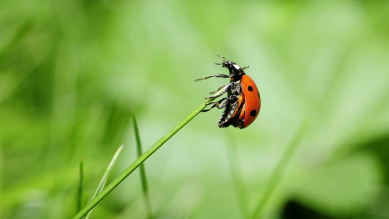 Glyphosat ist Geschichte