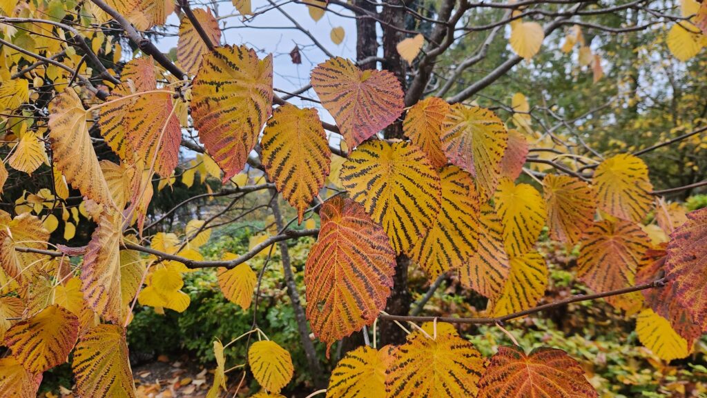 Herbstliche Blätter im naturnahen Garten im Oktober