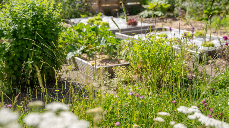 Naturnaher Schrebergarten