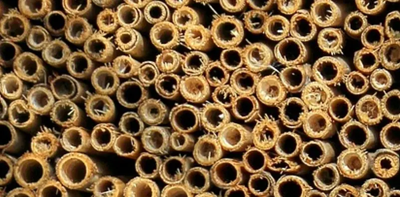 Nahaufnahme von Bambusröhrchen mit ausgefransten Eingängen in einem Insektenhotel