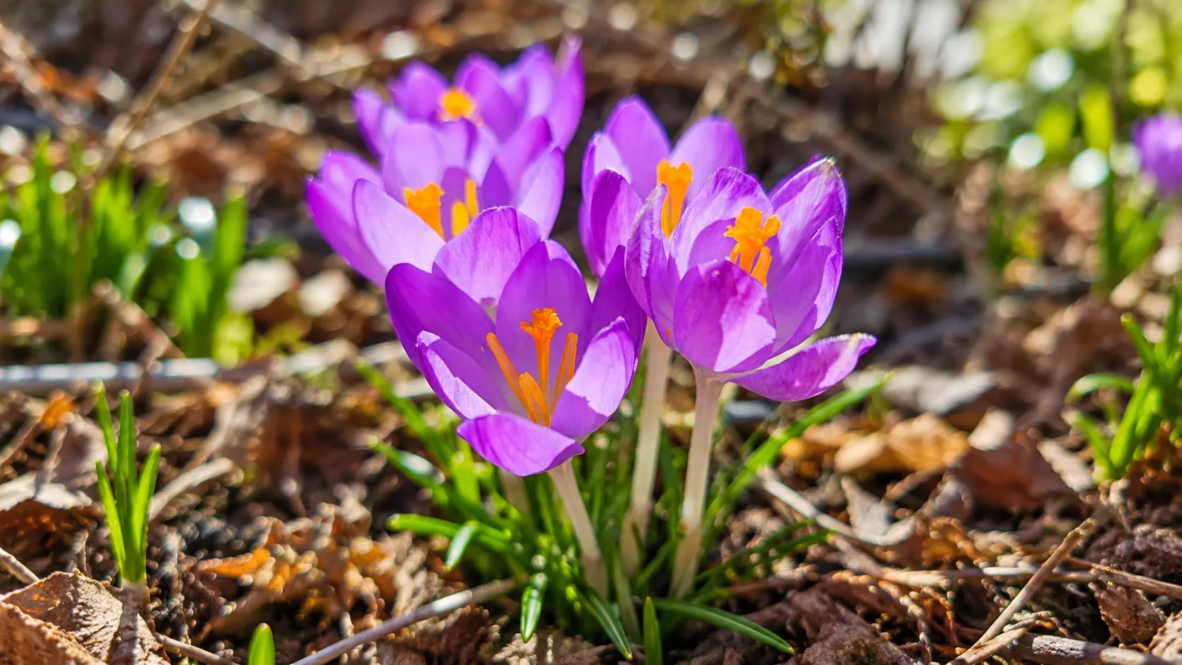 Violette Krokusse als frühe Frühlingsblüher im naturnahen Garten