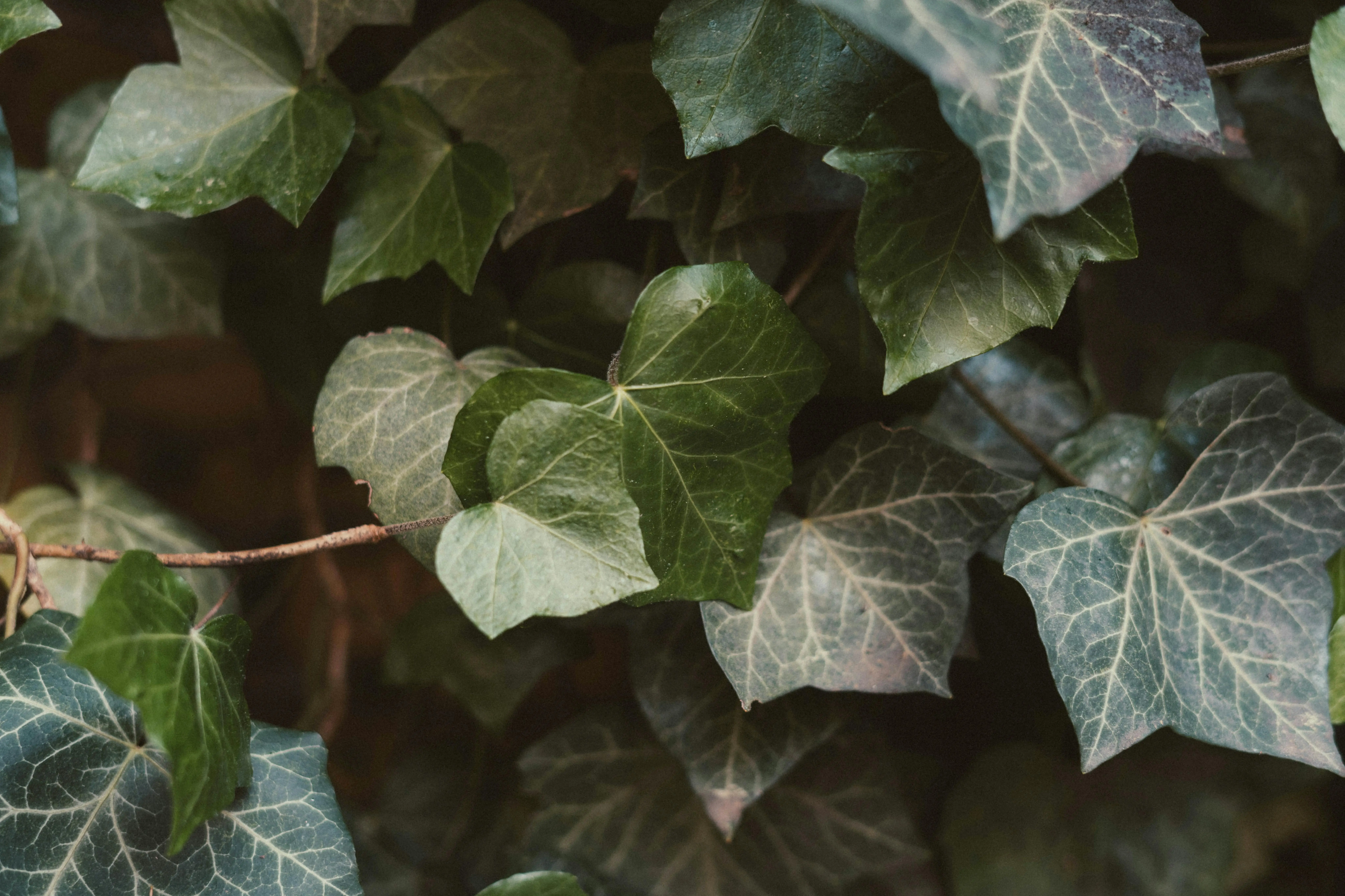 Efeu – giftige Kletterpflanze im Garten