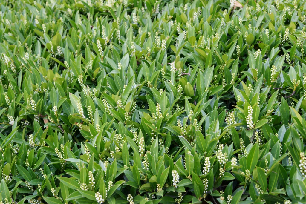 Kirschlorbeer – giftige Heckenpflanze im Garten