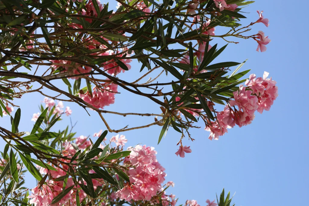 Oleander – giftige Pflanze auf Terrasse oder im Garten