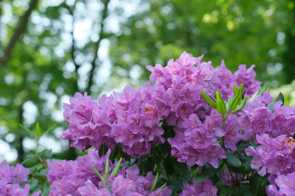 Rhododendron – giftige Gartenpflanze für Menschen und Tiere