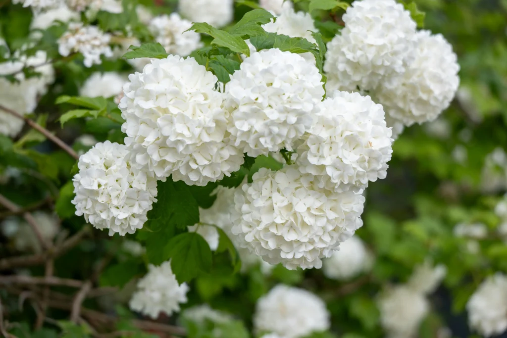 Schneeball – leicht giftige Gartenpflanze mit Beeren