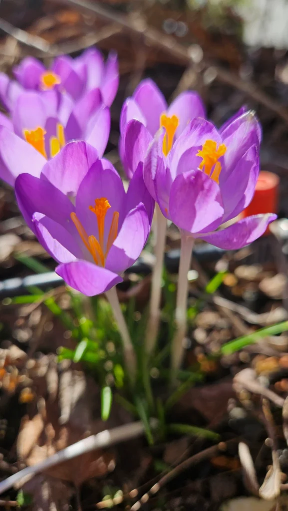 Herbstzeitlose – giftige Pflanze mit Verwechslungsgefahr zu Bärlauch