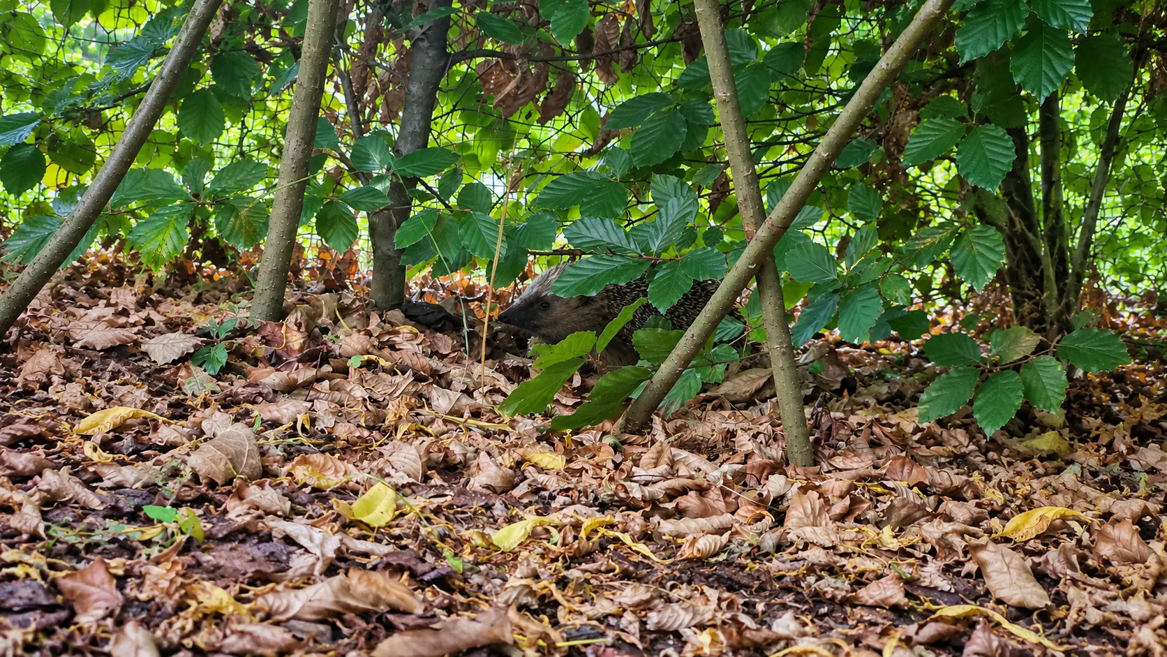 Igel zwischen Herbstlaub unter einer dichten Hecke