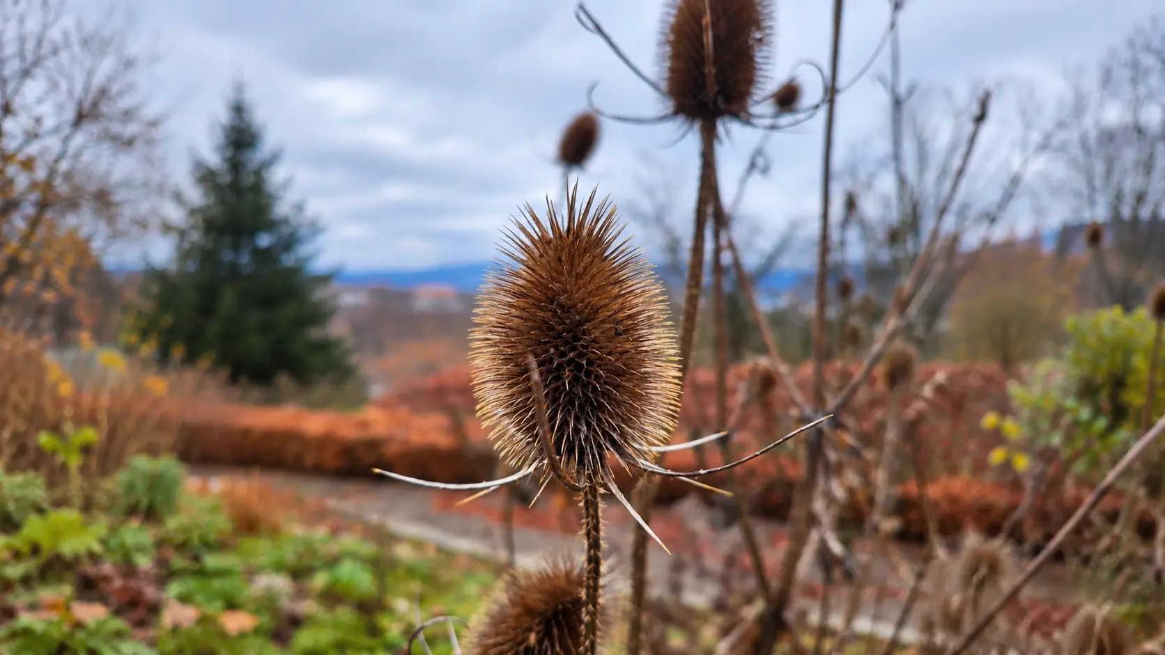 Trockener Samenstand einer Karde im naturnahen Garten