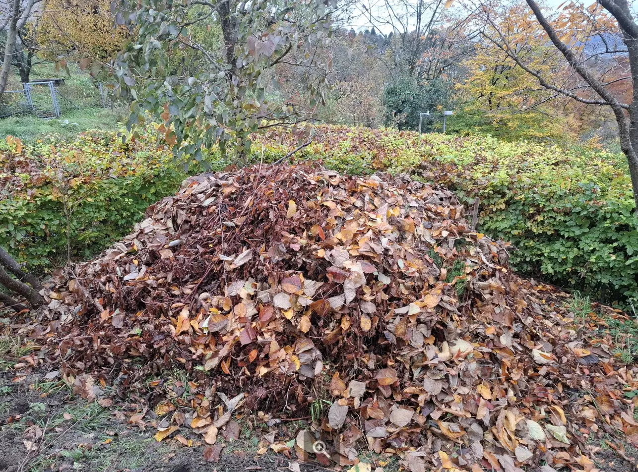 Grosser Laubhaufen als natürlicher Rückzugsort im herbstlichen Garten