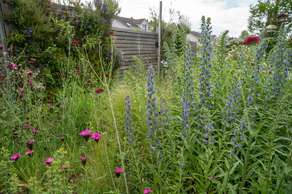 Naturnaher Garten mit Natternkopf, Wildblumen und bienenfreundlichen Pflanzen