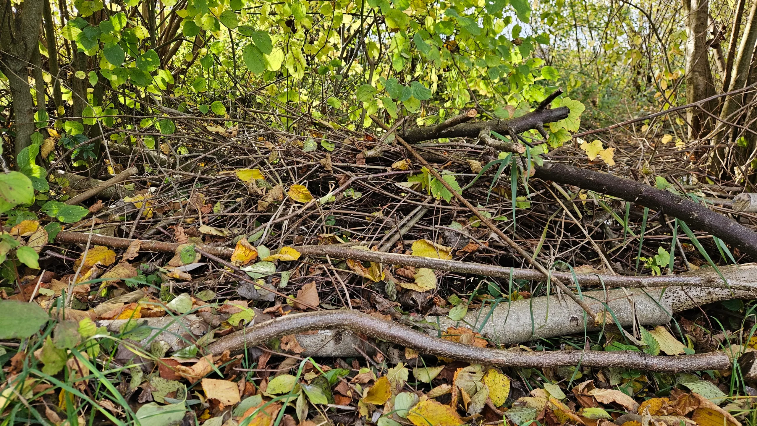 Ast- und Totholzhaufen als Lebensraum im naturnahen Garten