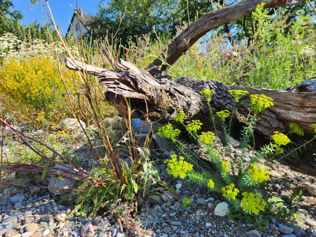 Totholz in einem naturnahen Garten als Lebensraum für Wildbienen, Käfer und andere Insekten