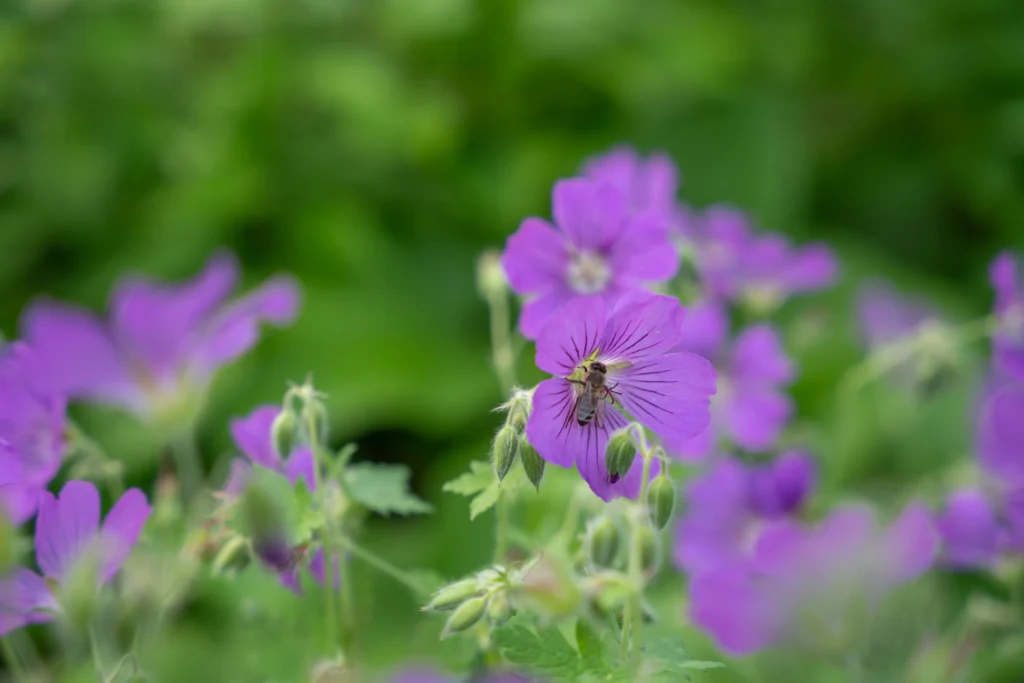 Wildbiene auf heimischer Wildblume im naturnahen Garten