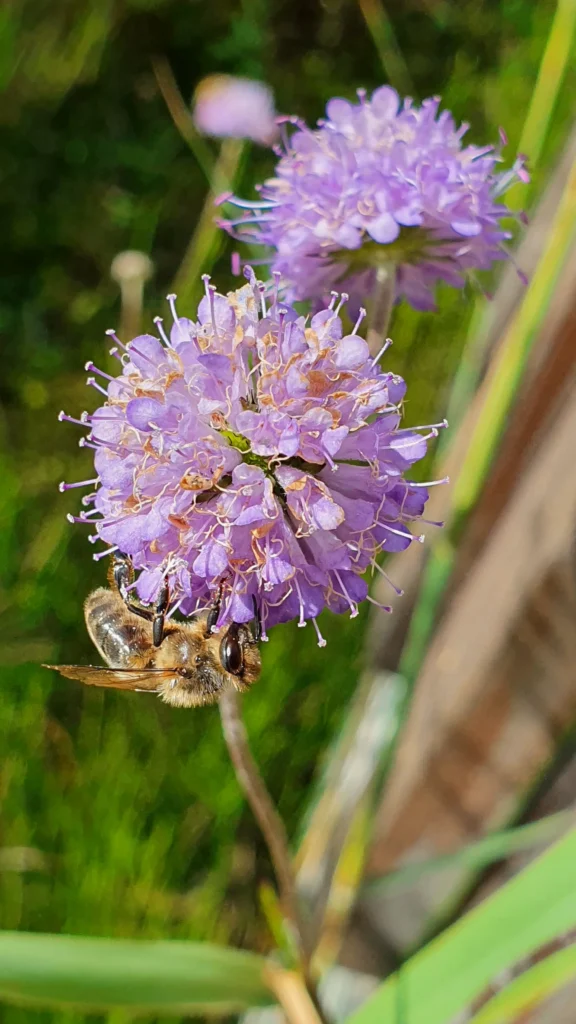 Wildbiene auf heimischer Wildblume im naturnahen Garten