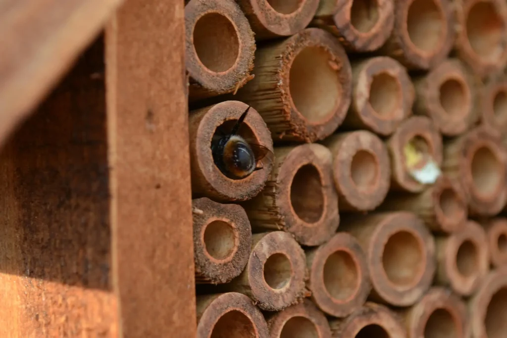 Wildbiene in einem Bambusröhrchen eines Insektenhotels